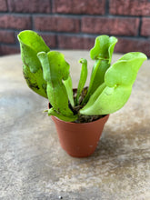 Load image into Gallery viewer, Purple Pitcher Plant (Sarracenia purpurea)
