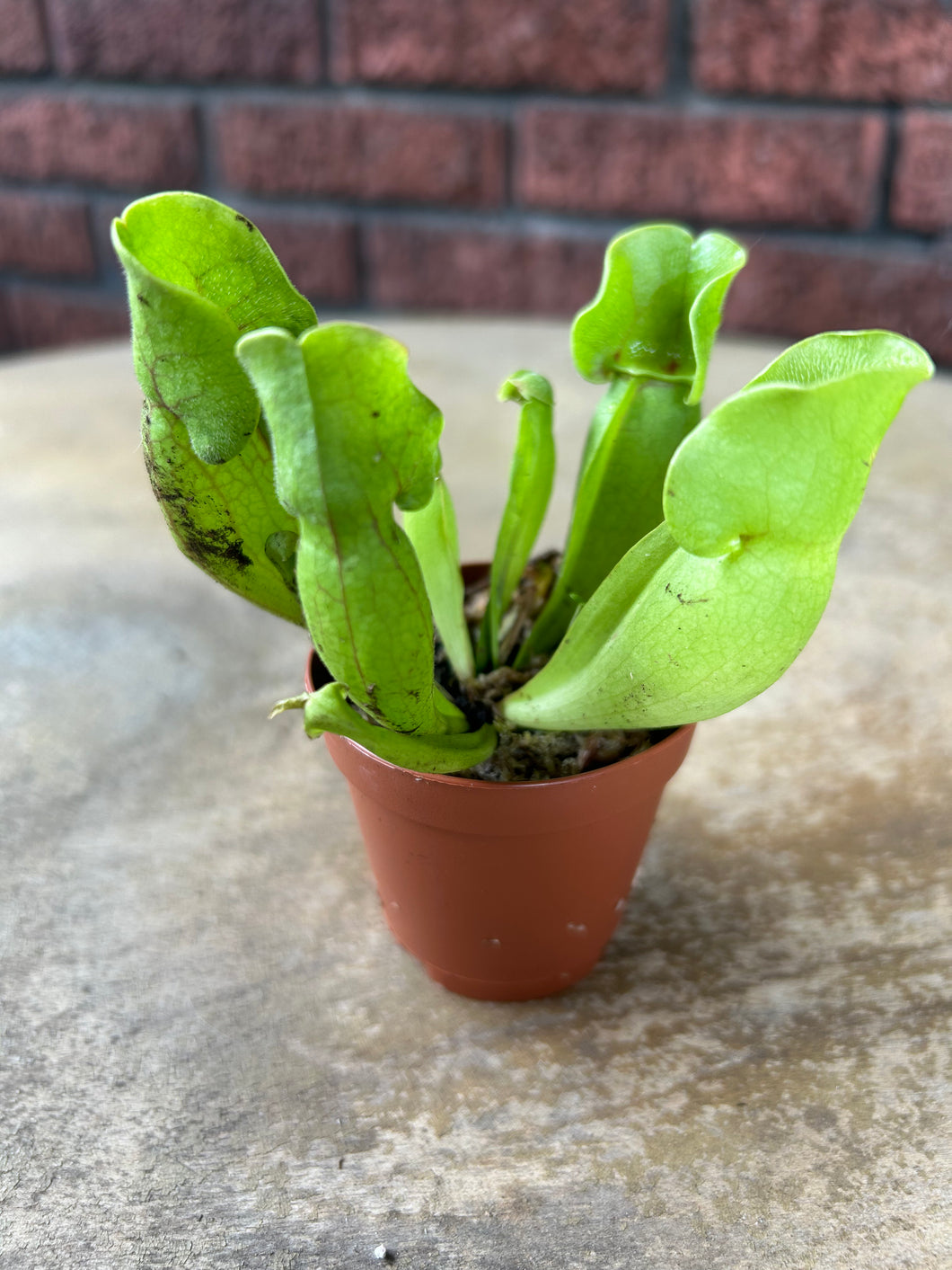 Purple Pitcher Plant (Sarracenia purpurea)