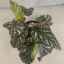 Load image into Gallery viewer, 6&quot; Angel Wing Begonia
