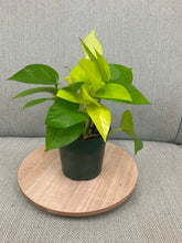 Load image into Gallery viewer, 4” Neon Pothos
