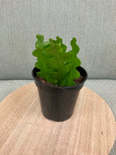 Load image into Gallery viewer, 4” Ric Rac Cactus
