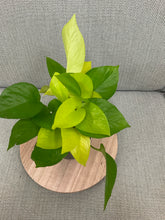 Load image into Gallery viewer, 4” Neon Pothos
