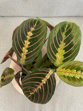Load image into Gallery viewer, 4&quot; Prayer Plant
