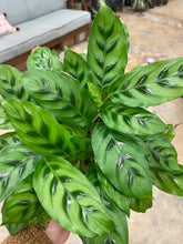 Load image into Gallery viewer, 4” Calathea
